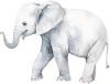 Elefant_3