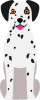 dalmatian